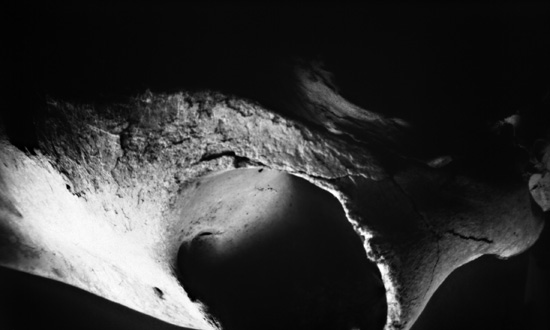 Horse Head Study no. 1